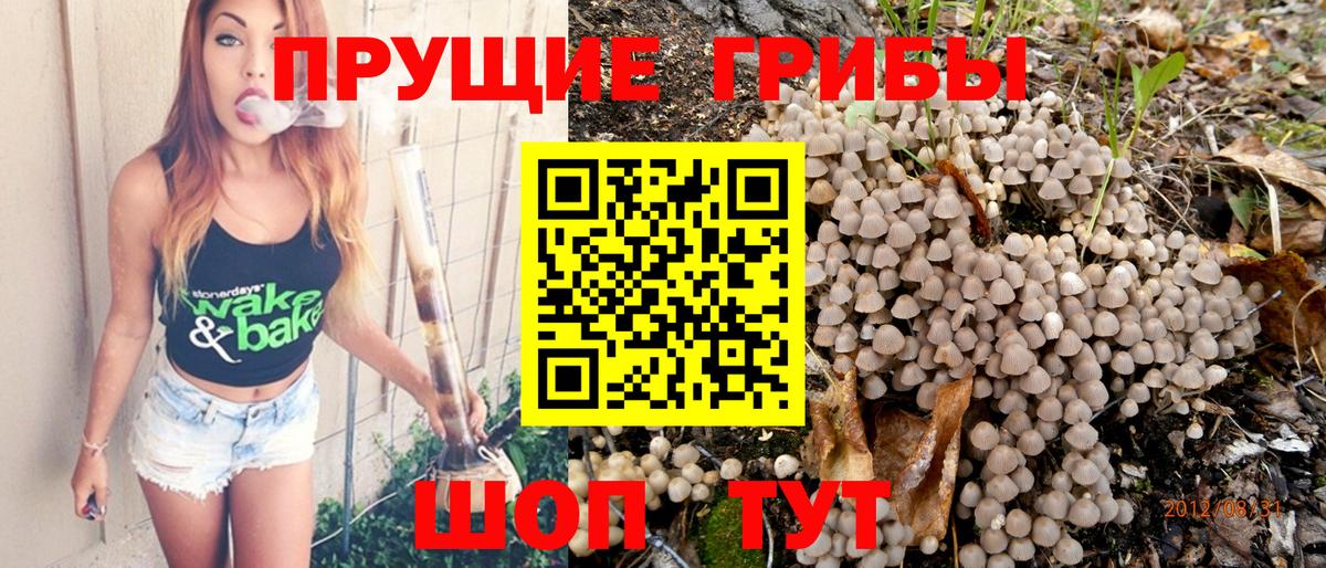 Галлюциногенные грибы Psilocybine cubensis Шарыпово